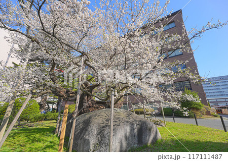 石割桜 117111487