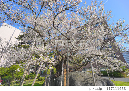 石割桜 117111488