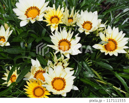 ガザニアキスホワイト ガザニアキスホワイト 117111555