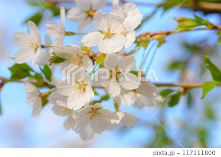 北上市立公園展勝地 117111800