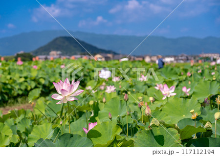 奈良県橿原市 盛夏の藤原宮跡 畝傍山をバックに咲く蓮の花 奈良県橿原市 盛夏の藤原宮跡 畝傍山をバックに咲く蓮の花 117112194