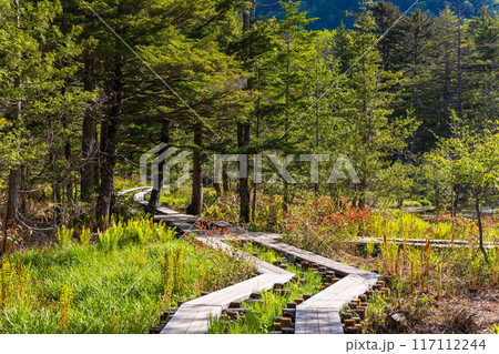 日本屈指の山岳リゾート 新緑の上高地 岳沢湿原 日本屈指の山岳リゾート 新緑の上高地 岳沢湿原 117112244