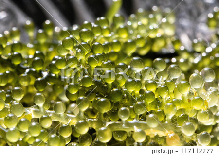 海ぶどうイメージ 117112277