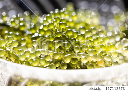 海ぶどうイメージ 117112278