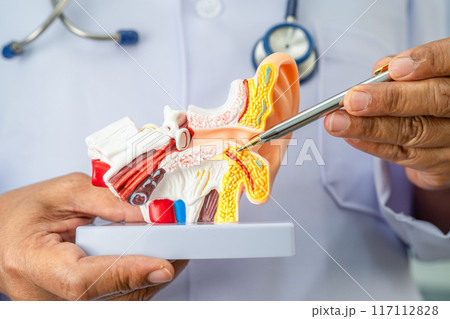 Asian doctor with ear human model to learn and treat hearing loss in patient. 117112828