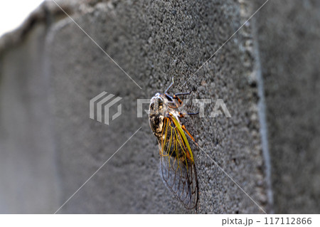 コンクリートブロック塀にへばりついたセミ コンクリートブロック塀にへばりついたセミ 117112866