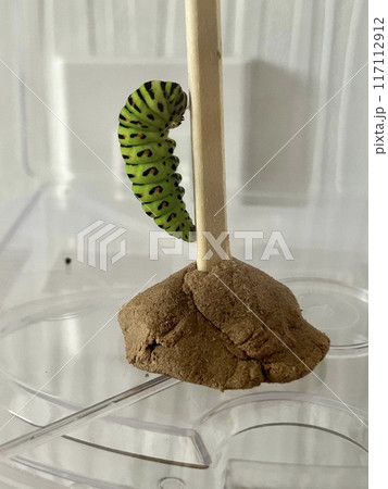 キアゲハの前蛹 117112912