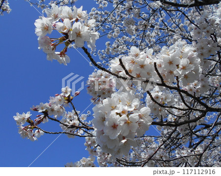 青空に満開の桜の花 117112916