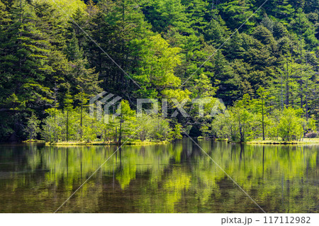日本屈指の山岳リゾート　新緑の上高地　明神池 117112982