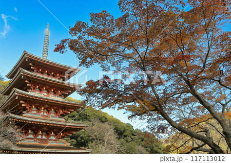 奈良県桜井市の総本山長谷寺　紅葉の五重塔 117113012