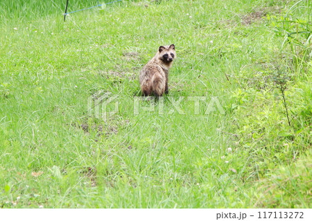 野生のたぬき 野生のたぬき 117113272