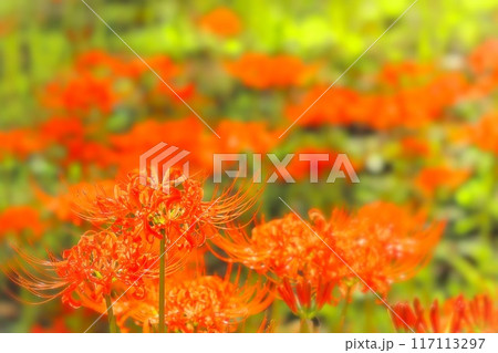 群生する鮮紅色の彼岸花 117113297