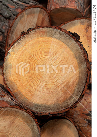 Pile of Tree Parts Slice Stump, Log end Other Tree Trunk Parts for Wallpaper Background. Selective Focus Photo. Pile of Tree Parts Slice Stump, Log end Other Tree Trunk Parts for Wallpaper Background. Selective Focus Photo. 117113474