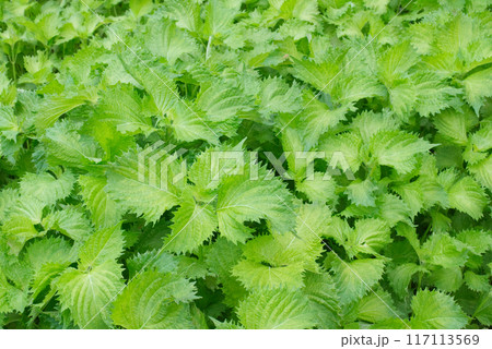 夏の庭先に群生する青じそ 夏の庭先に群生する青じそ 117113569