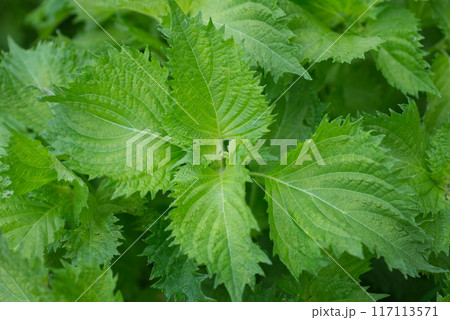 夏の庭先に群生する青じそ 117113571