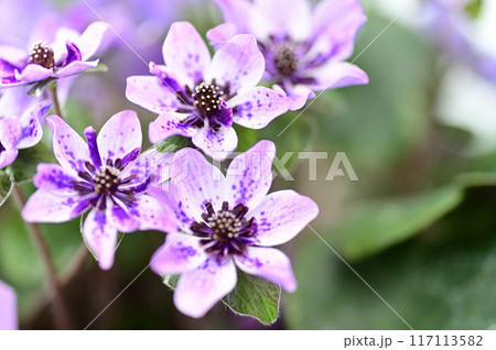 ユキワリソウ 117113582