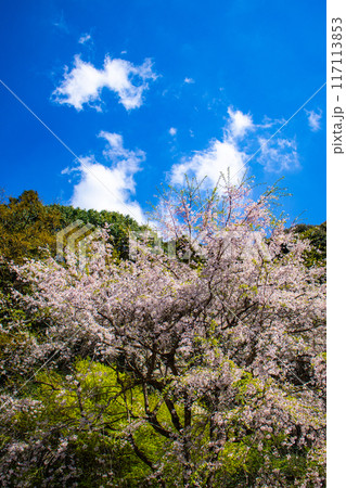 【京都風景】哲学の道 桜並木が続く美しい光景 【京都風景】哲学の道 桜並木が続く美しい光景 117113853