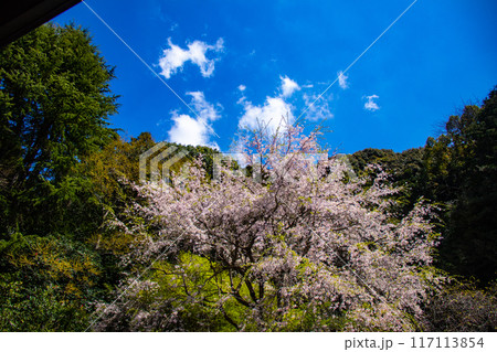 【京都風景】哲学の道 桜並木が続く美しい光景 【京都風景】哲学の道 桜並木が続く美しい光景 117113854