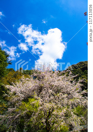 【京都風景】哲学の道 桜並木が続く美しい光景 【京都風景】哲学の道 桜並木が続く美しい光景 117113856