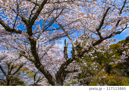 【京都風景】哲学の道 桜並木が続く美しい光景 【京都風景】哲学の道 桜並木が続く美しい光景 117113860