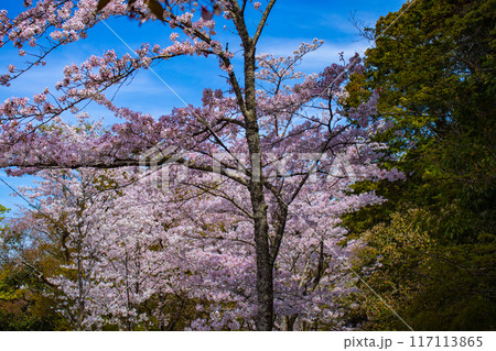 【京都風景】哲学の道　桜並木が続く美しい光景 117113865
