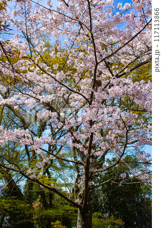 【京都風景】哲学の道 桜並木が続く美しい光景 【京都風景】哲学の道 桜並木が続く美しい光景 117113866
