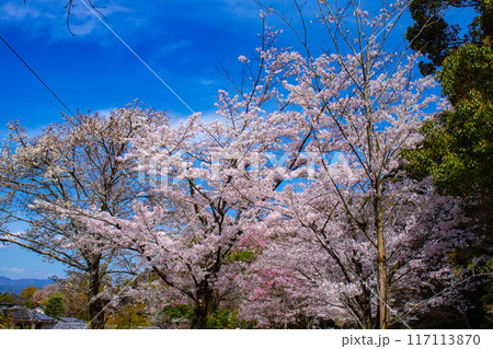 【京都風景】哲学の道 桜並木が続く美しい光景 【京都風景】哲学の道 桜並木が続く美しい光景 117113870
