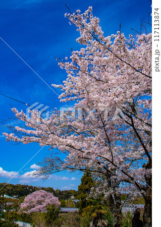 【京都風景】哲学の道 桜並木が続く美しい光景 【京都風景】哲学の道 桜並木が続く美しい光景 117113874