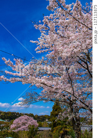 【京都風景】哲学の道 桜並木が続く美しい光景 【京都風景】哲学の道 桜並木が続く美しい光景 117113875