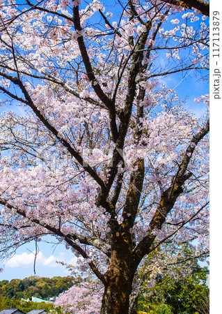【京都風景】哲学の道　桜並木が続く美しい光景 117113879