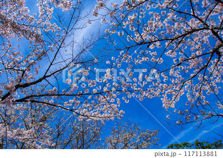 【京都風景】哲学の道　桜並木が続く美しい光景 117113881