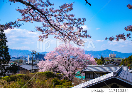 【京都風景】哲学の道 桜並木が続く美しい光景 【京都風景】哲学の道 桜並木が続く美しい光景 117113884