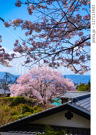 【京都風景】哲学の道　桜並木が続く美しい光景 117113885