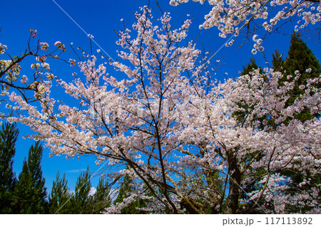 【京都風景】哲学の道 桜並木が続く美しい光景 【京都風景】哲学の道 桜並木が続く美しい光景 117113892