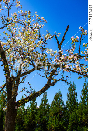 【京都風景】哲学の道 桜並木が続く美しい光景 【京都風景】哲学の道 桜並木が続く美しい光景 117113895