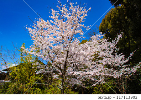 【京都風景】哲学の道 桜並木が続く美しい光景 【京都風景】哲学の道 桜並木が続く美しい光景 117113902