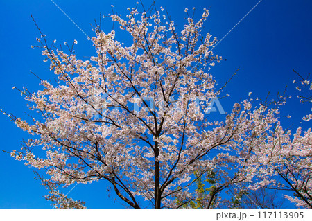 【京都風景】哲学の道 桜並木が続く美しい光景 【京都風景】哲学の道 桜並木が続く美しい光景 117113905