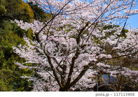 【京都風景】哲学の道　桜並木が続く美しい光景 117113908