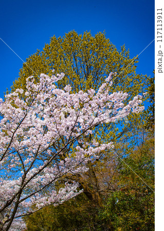 【京都風景】哲学の道　桜並木が続く美しい光景 117113911