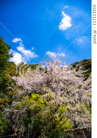【京都風景】哲学の道 桜並木が続く美しい光景 【京都風景】哲学の道 桜並木が続く美しい光景 117113919