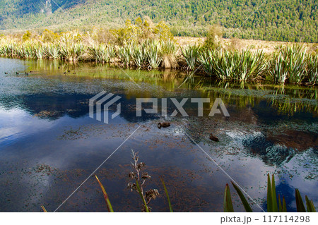 Mirror Lakes on Milford Sound Highway New Zealand 117114298