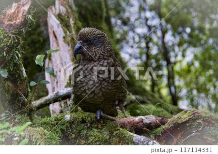 Native wildlife off the Milford sound Highway in New Zealand in 2023 117114331