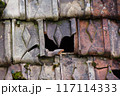 Hole in roof tiles in Schwafthausen in northern Switzerland 117114333