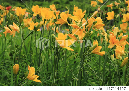 夏の花ヘメロカリス 夏の花ヘメロカリス 117114367