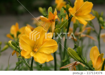 夏の花ヘメロカリス 117114374