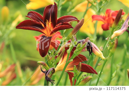 夏の花ヘメロカリス 夏の花ヘメロカリス 117114375