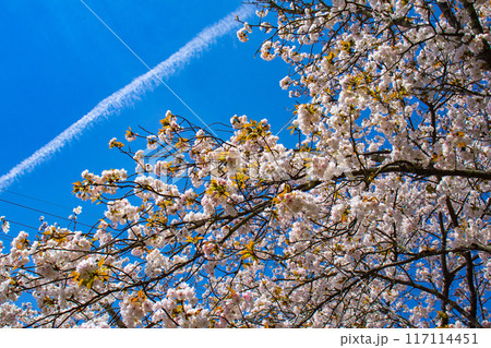 【京都風景】哲学の道　桜並木が続く美しい光景 117114451