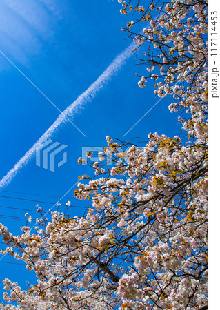 【京都風景】哲学の道 桜並木が続く美しい光景 【京都風景】哲学の道 桜並木が続く美しい光景 117114453