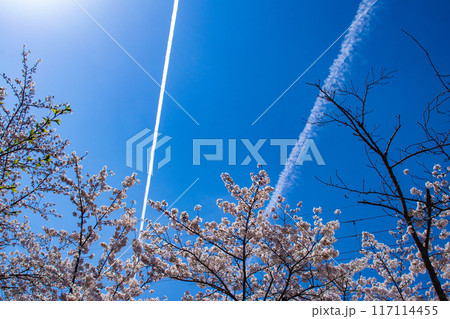 【京都風景】哲学の道 桜並木が続く美しい光景 【京都風景】哲学の道 桜並木が続く美しい光景 117114455