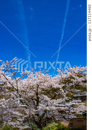 【京都風景】哲学の道 桜並木が続く美しい光景 【京都風景】哲学の道 桜並木が続く美しい光景 117114460